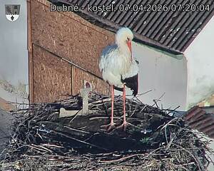 Capi_Dubne_20260407_072004.jpg (1350&nbsp;x&nbsp;1080)