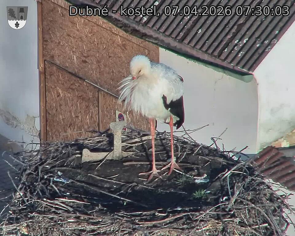 Capi_Dubne_20260407_073003.jpg (1350&nbsp;x&nbsp;1080)