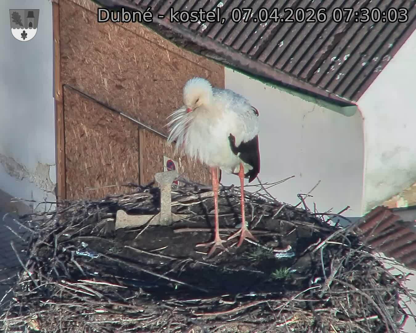 Capi_Dubne_20260407_073003.jpg (1350&nbsp;x&nbsp;1080)