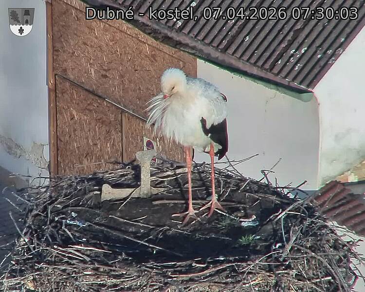 Capi_Dubne_20260407_073003.jpg (1350&nbsp;x&nbsp;1080)