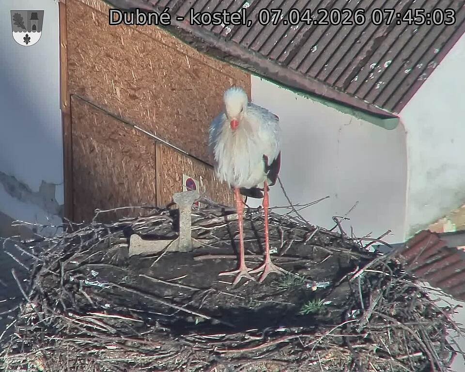 Capi_Dubne_20260407_074503.jpg (1350&nbsp;x&nbsp;1080)