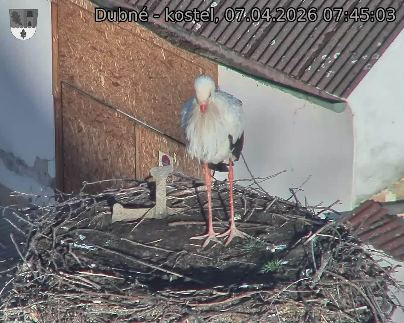 Capi_Dubne_20260407_074503.jpg (1350&nbsp;x&nbsp;1080)
