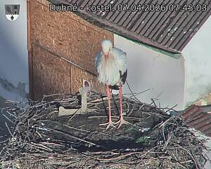 Capi_Dubne_20260407_074503.jpg (1350&nbsp;x&nbsp;1080)