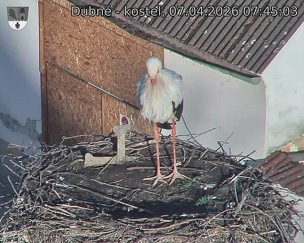 Capi_Dubne_20260407_074503.jpg (1350&nbsp;x&nbsp;1080)