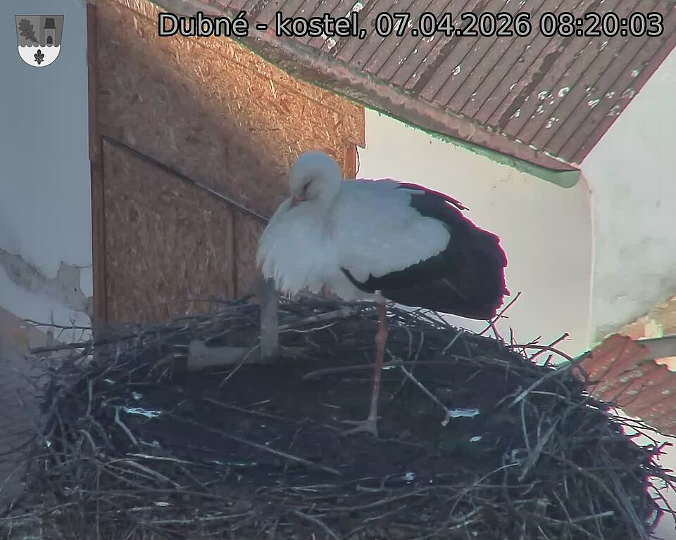 Capi_Dubne_20260407_082003.jpg (1350&nbsp;x&nbsp;1080)