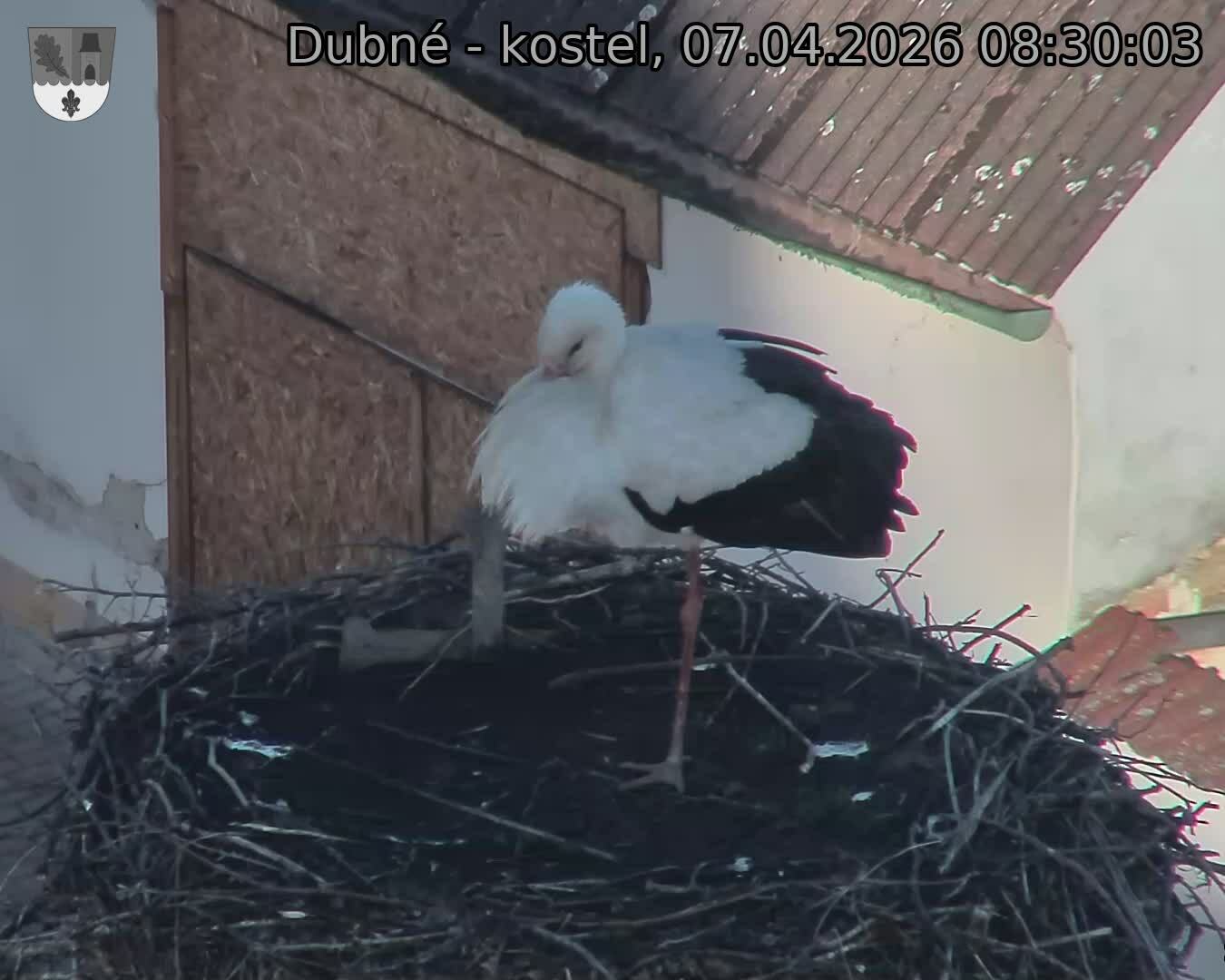 Capi_Dubne_20260407_083003.jpg (1350&nbsp;x&nbsp;1080)