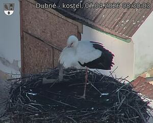 Capi_Dubne_20260407_083003.jpg (1350&nbsp;x&nbsp;1080)