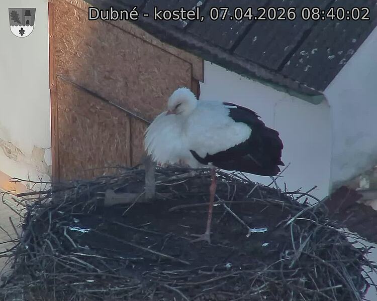 Capi_Dubne_20260407_084002.jpg (1350&nbsp;x&nbsp;1080)