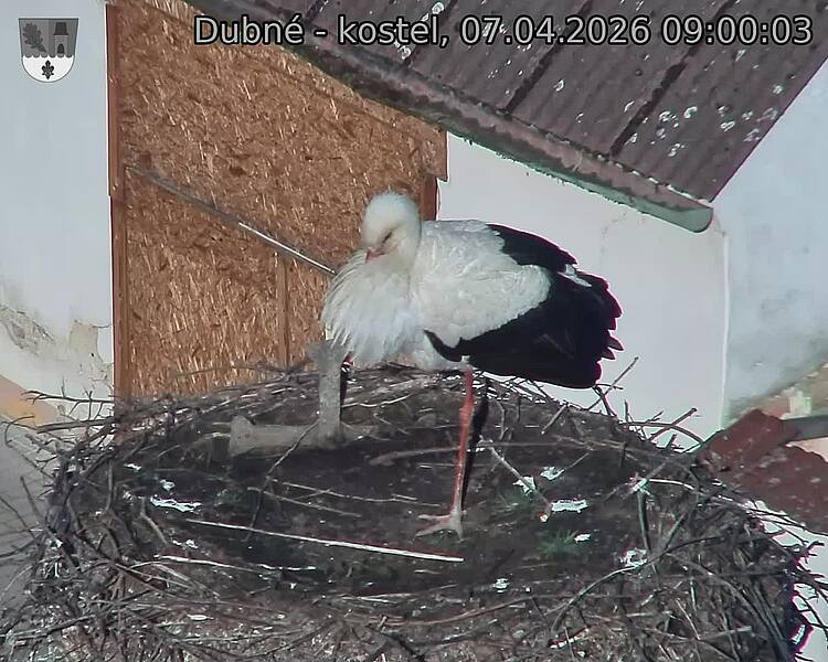 Capi_Dubne_20260407_090003.jpg (1350&nbsp;x&nbsp;1080)