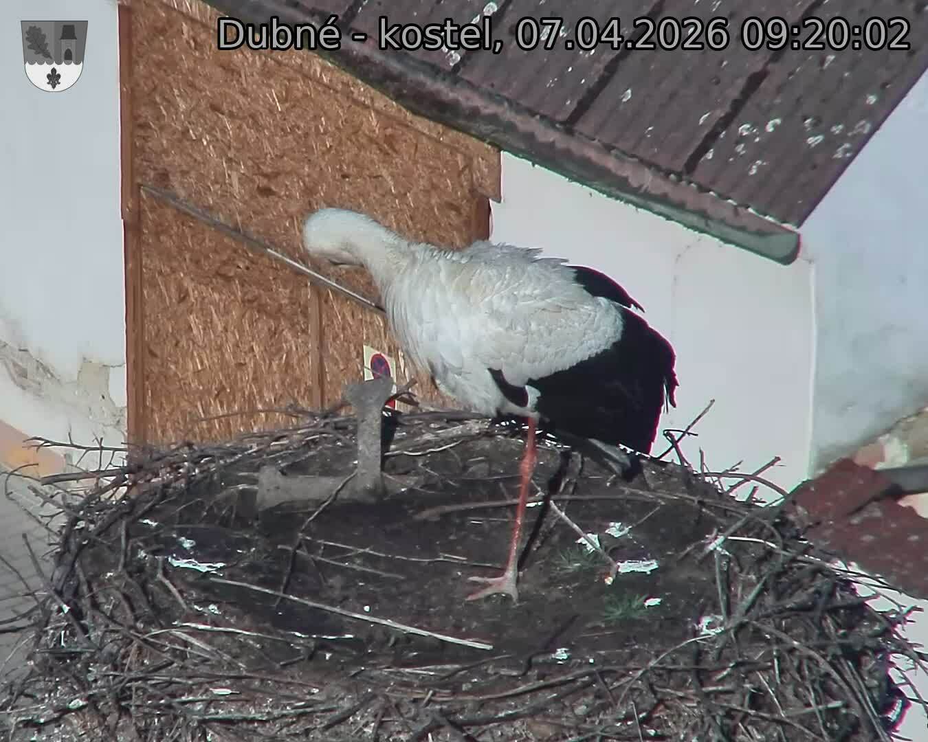 Capi_Dubne_20260407_092002.jpg (1350&nbsp;x&nbsp;1080)
