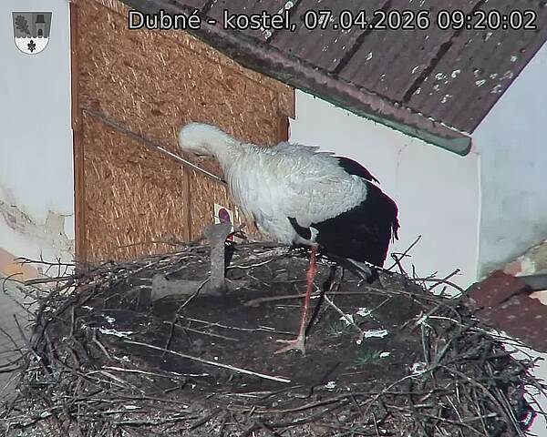 Capi_Dubne_20260407_092002.jpg (1350&nbsp;x&nbsp;1080)
