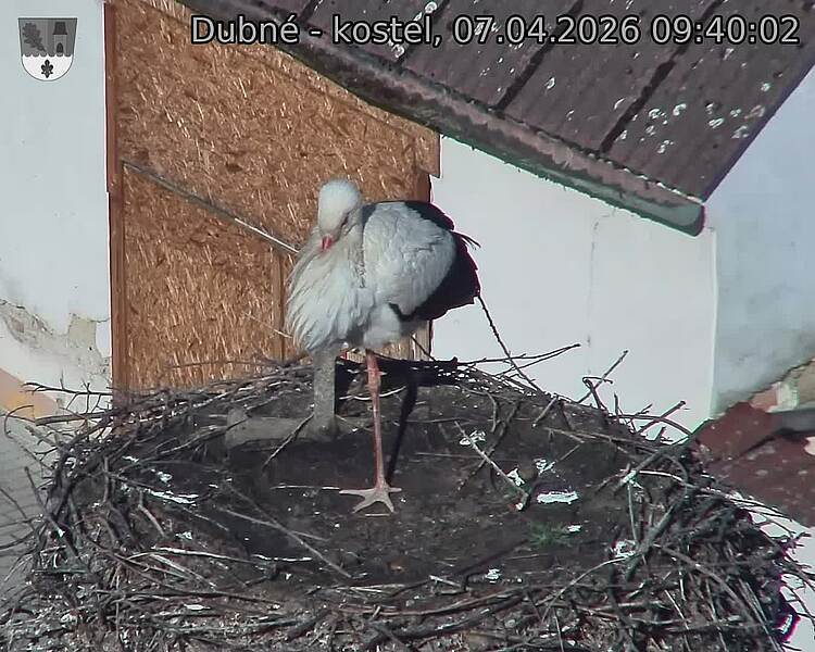 Capi_Dubne_20260407_094002.jpg (1350&nbsp;x&nbsp;1080)