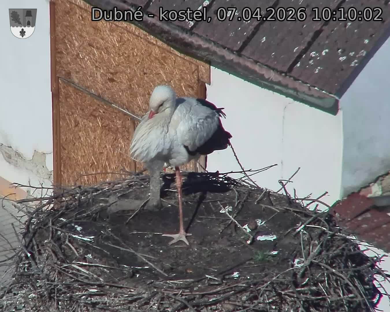 Capi_Dubne_20260407_101002.jpg (1350&nbsp;x&nbsp;1080)