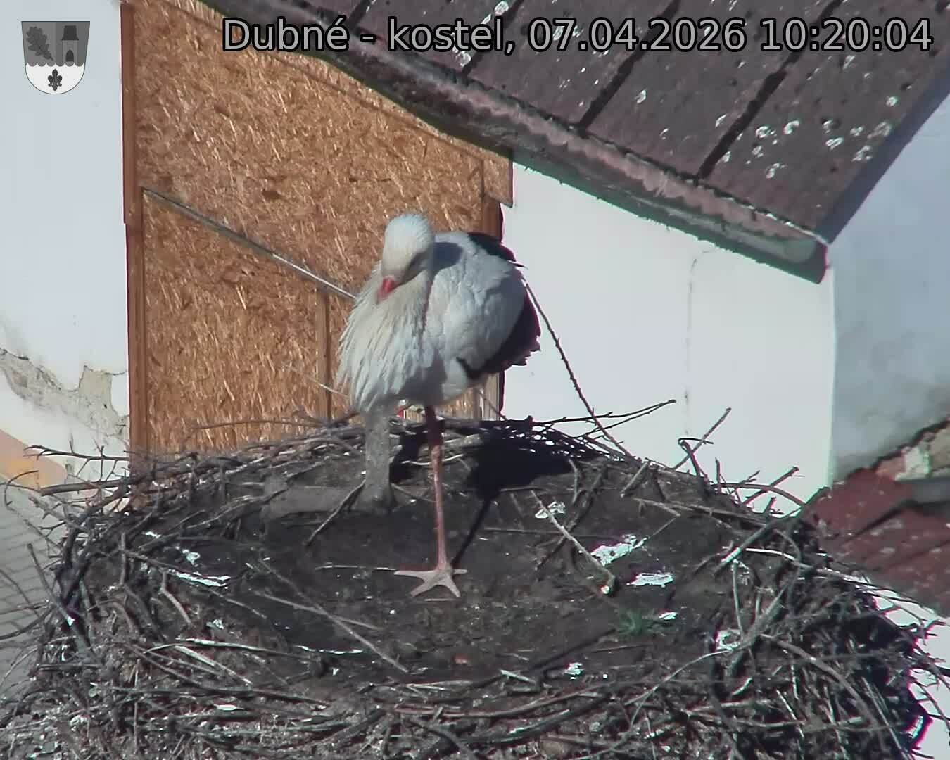 Capi_Dubne_20260407_102004.jpg (1350&nbsp;x&nbsp;1080)