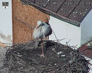 Capi_Dubne_20260407_102004.jpg (1350&nbsp;x&nbsp;1080)