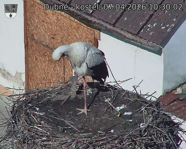 Capi_Dubne_20260407_103002.jpg (1350&nbsp;x&nbsp;1080)