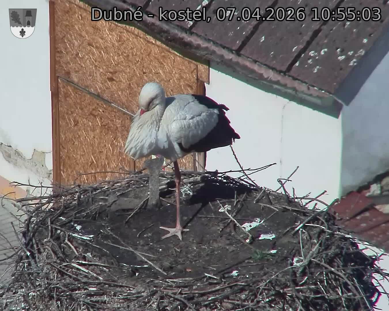 Capi_Dubne_20260407_105503.jpg (1350&nbsp;x&nbsp;1080)