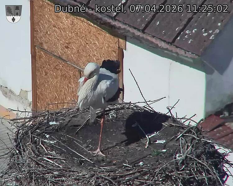 Capi_Dubne_20260407_112502.jpg (1350&nbsp;x&nbsp;1080)