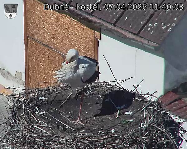 Capi_Dubne_20260407_114003.jpg (1350&nbsp;x&nbsp;1080)