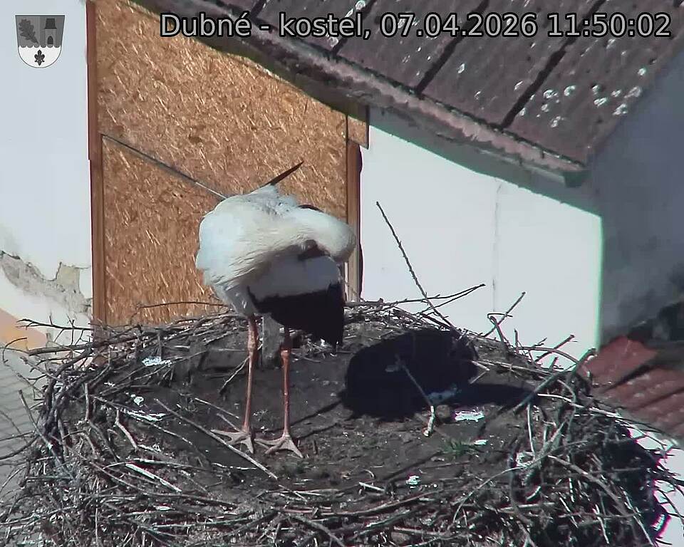 Capi_Dubne_20260407_115002.jpg (1350&nbsp;x&nbsp;1080)