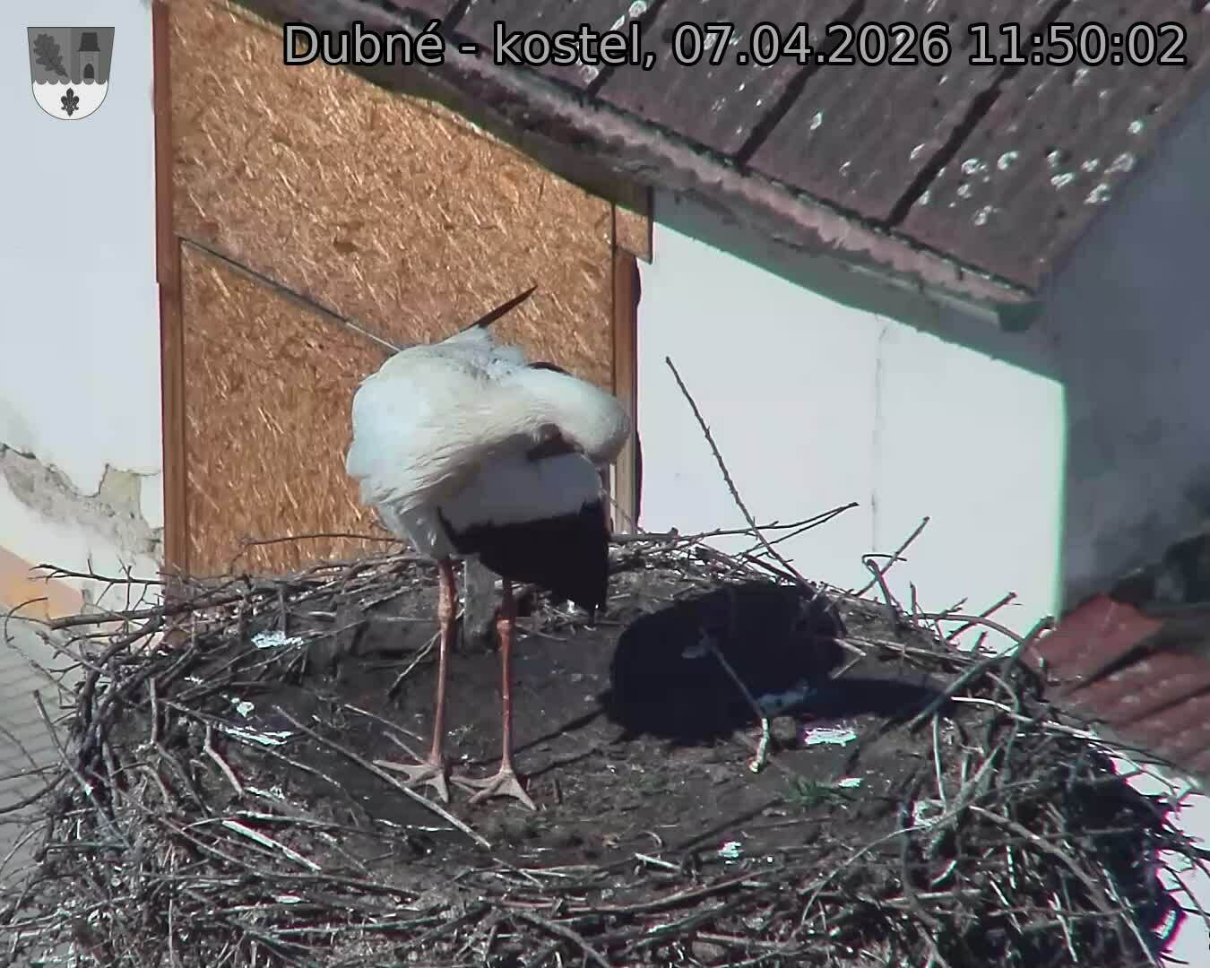 Capi_Dubne_20260407_115002.jpg (1350&nbsp;x&nbsp;1080)