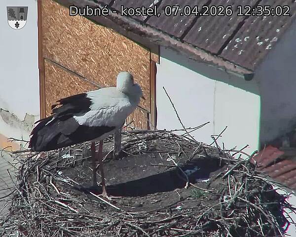 Capi_Dubne_20260407_123502.jpg (1350&nbsp;x&nbsp;1080)