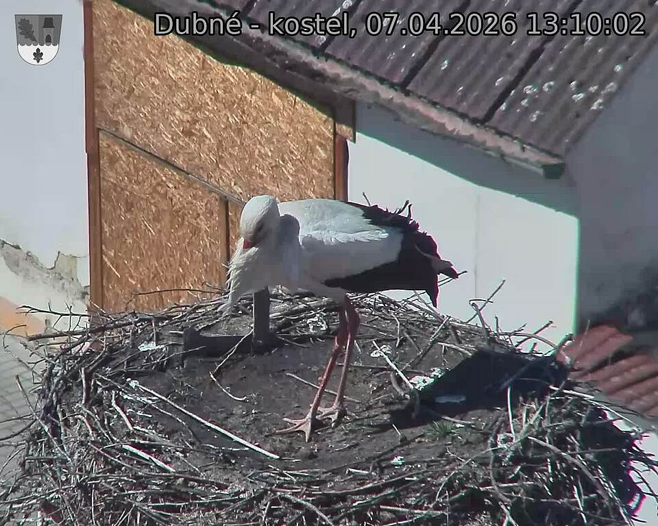 Capi_Dubne_20260407_131002.jpg (1350&nbsp;x&nbsp;1080)