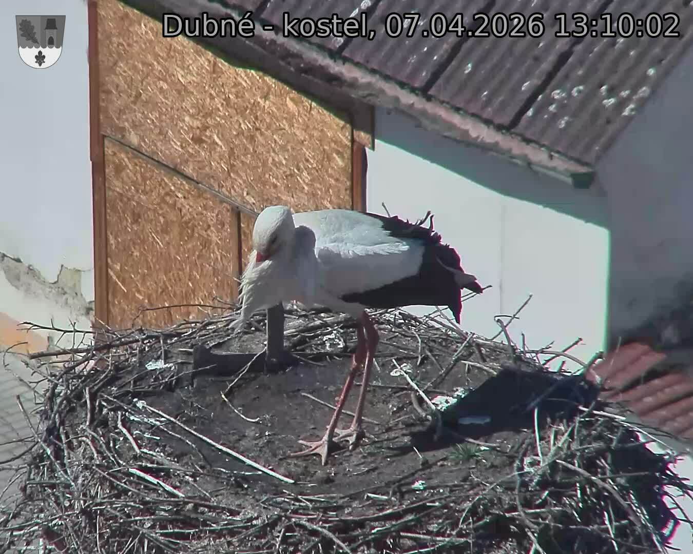 Capi_Dubne_20260407_131002.jpg (1350&nbsp;x&nbsp;1080)