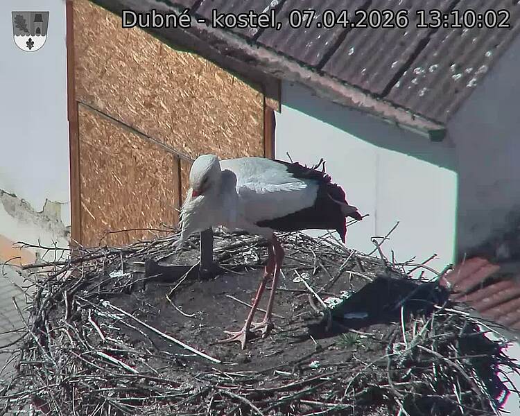 Capi_Dubne_20260407_131002.jpg (1350&nbsp;x&nbsp;1080)