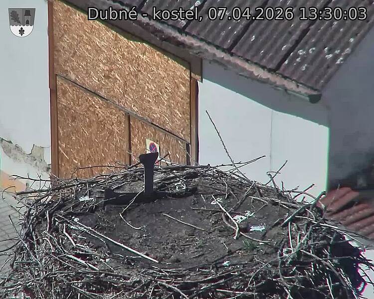 Capi_Dubne_20260407_133003.jpg (1350&nbsp;x&nbsp;1080)