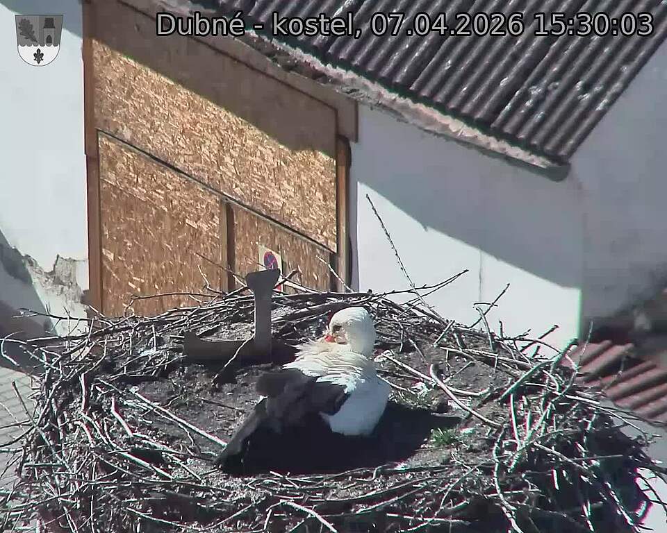 Capi_Dubne_20260407_153003.jpg (1350&nbsp;x&nbsp;1080)