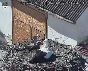 Capi_Dubne_20260407_154002.jpg (1350&nbsp;x&nbsp;1080)