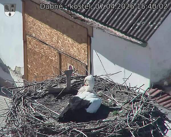 Capi_Dubne_20260407_154002.jpg (1350&nbsp;x&nbsp;1080)