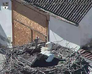 Capi_Dubne_20260407_155003.jpg (1350&nbsp;x&nbsp;1080)