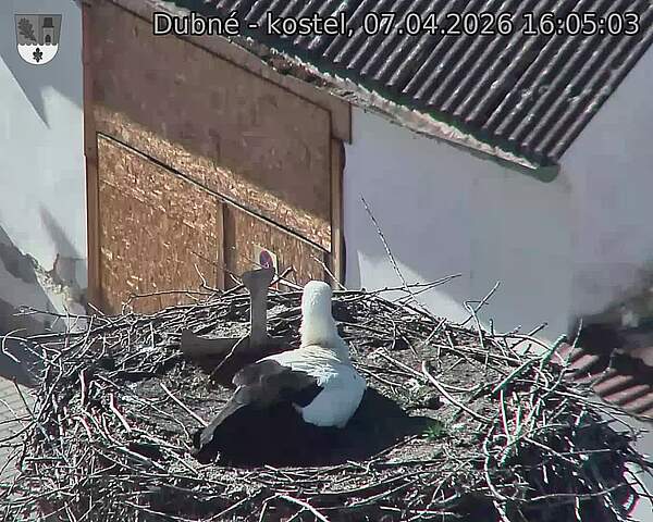 Capi_Dubne_20260407_160503.jpg (1350&nbsp;x&nbsp;1080)