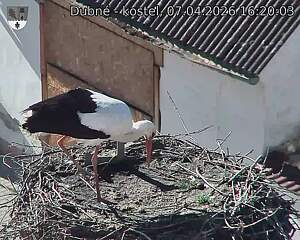 Capi_Dubne_20260407_162003.jpg (1350&nbsp;x&nbsp;1080)