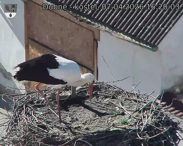 Capi_Dubne_20260407_162003.jpg (1350&nbsp;x&nbsp;1080)