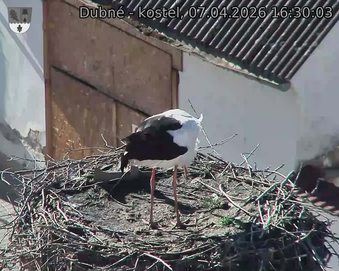 Capi_Dubne_20260407_163003.jpg (1350&nbsp;x&nbsp;1080)