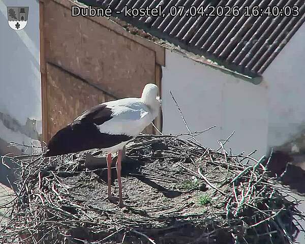 Capi_Dubne_20260407_164003.jpg (1350&nbsp;x&nbsp;1080)