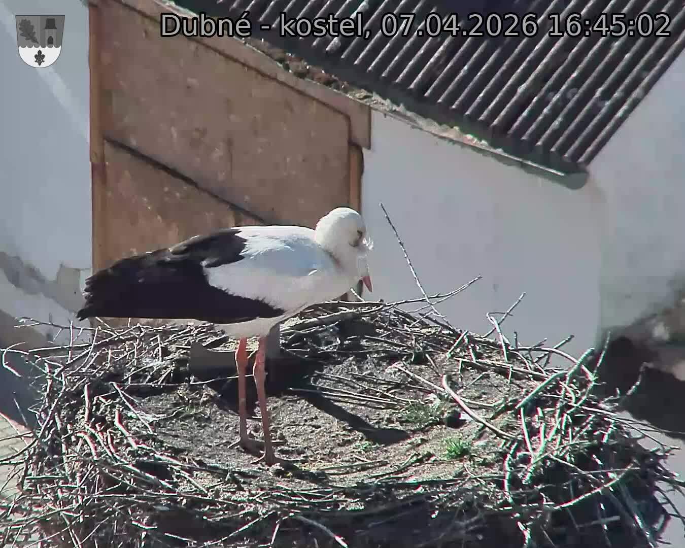 Capi_Dubne_20260407_164502.jpg (1350&nbsp;x&nbsp;1080)