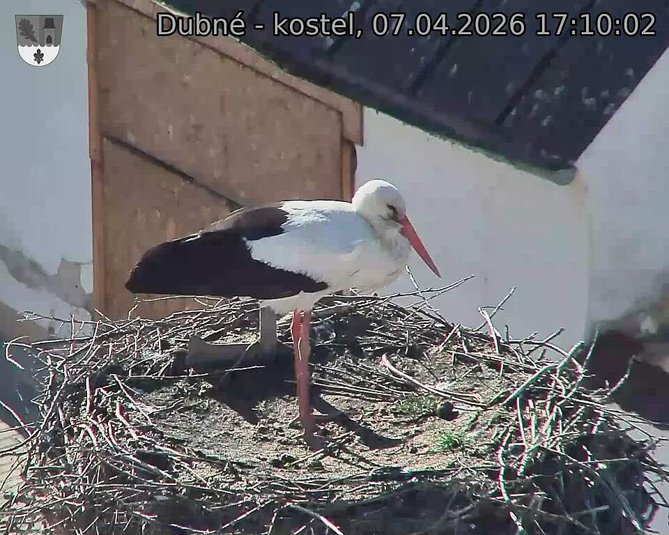 Capi_Dubne_20260407_171002.jpg (1350&nbsp;x&nbsp;1080)