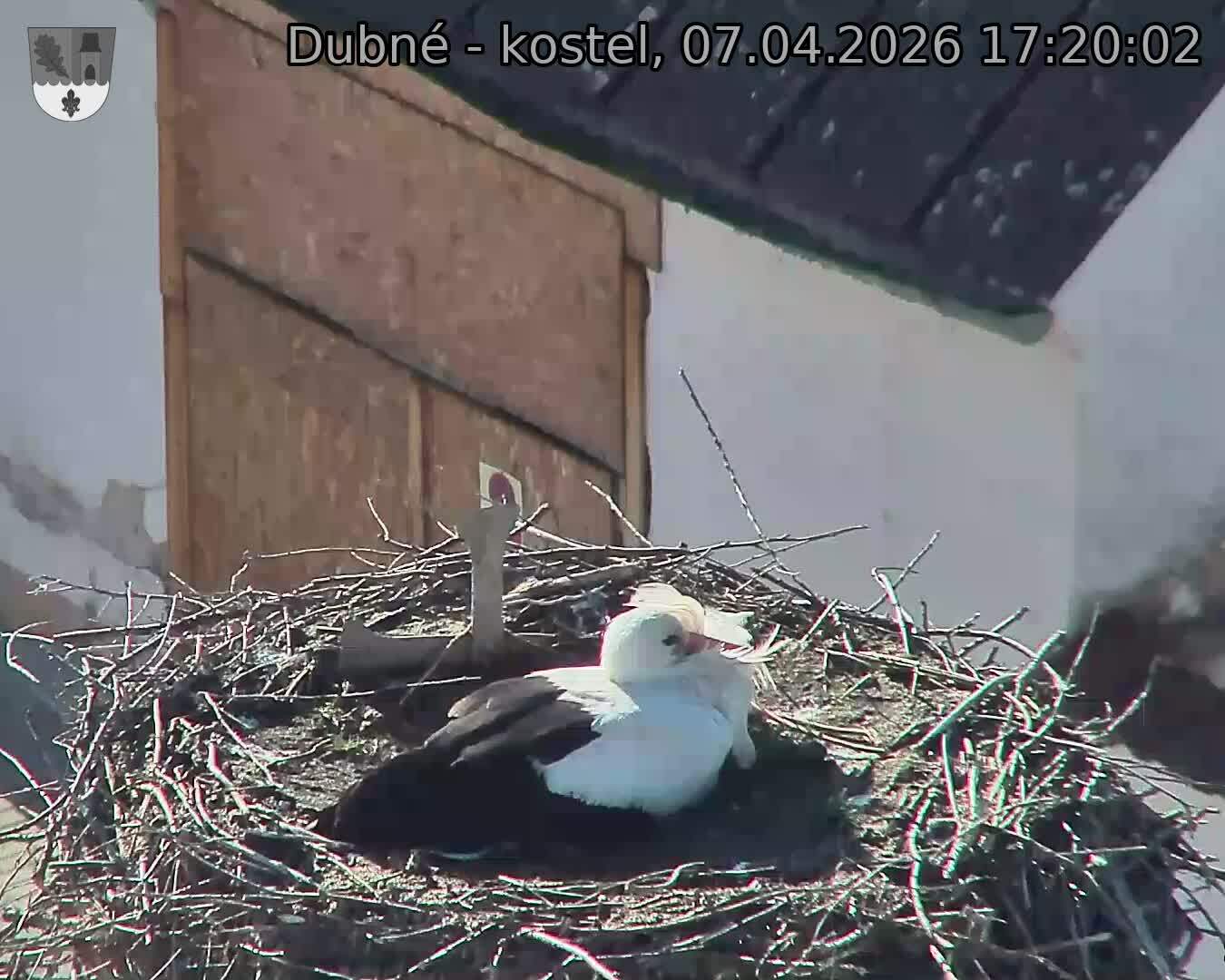 Capi_Dubne_20260407_172002.jpg (1350&nbsp;x&nbsp;1080)