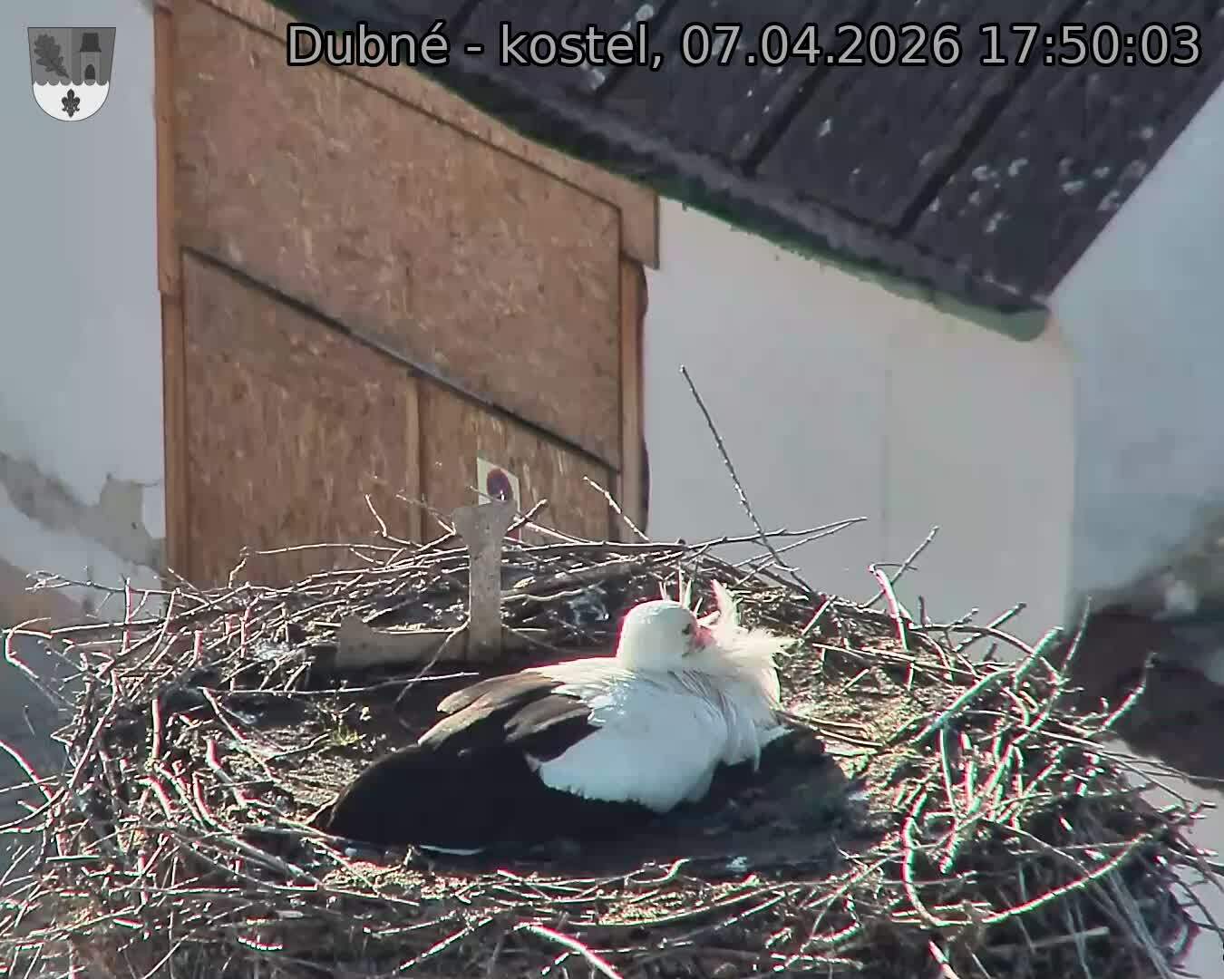 Capi_Dubne_20260407_175003.jpg (1350&nbsp;x&nbsp;1080)