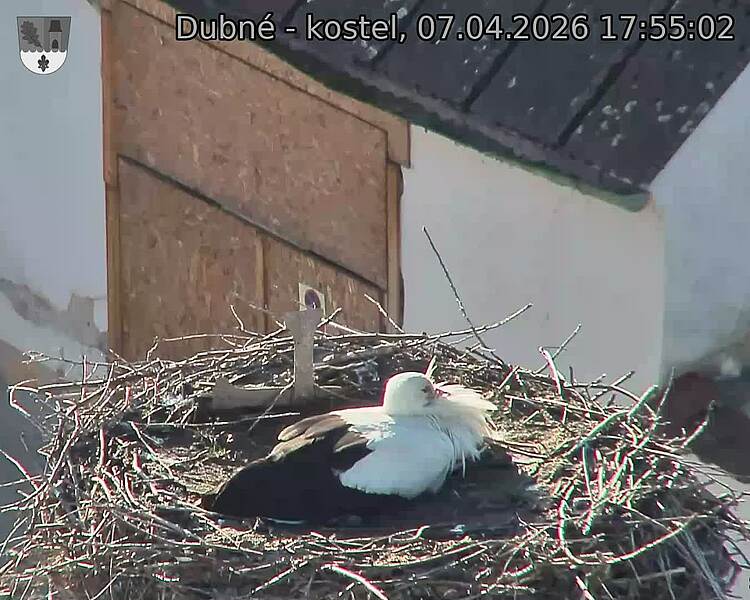 Capi_Dubne_20260407_175502.jpg (1350&nbsp;x&nbsp;1080)