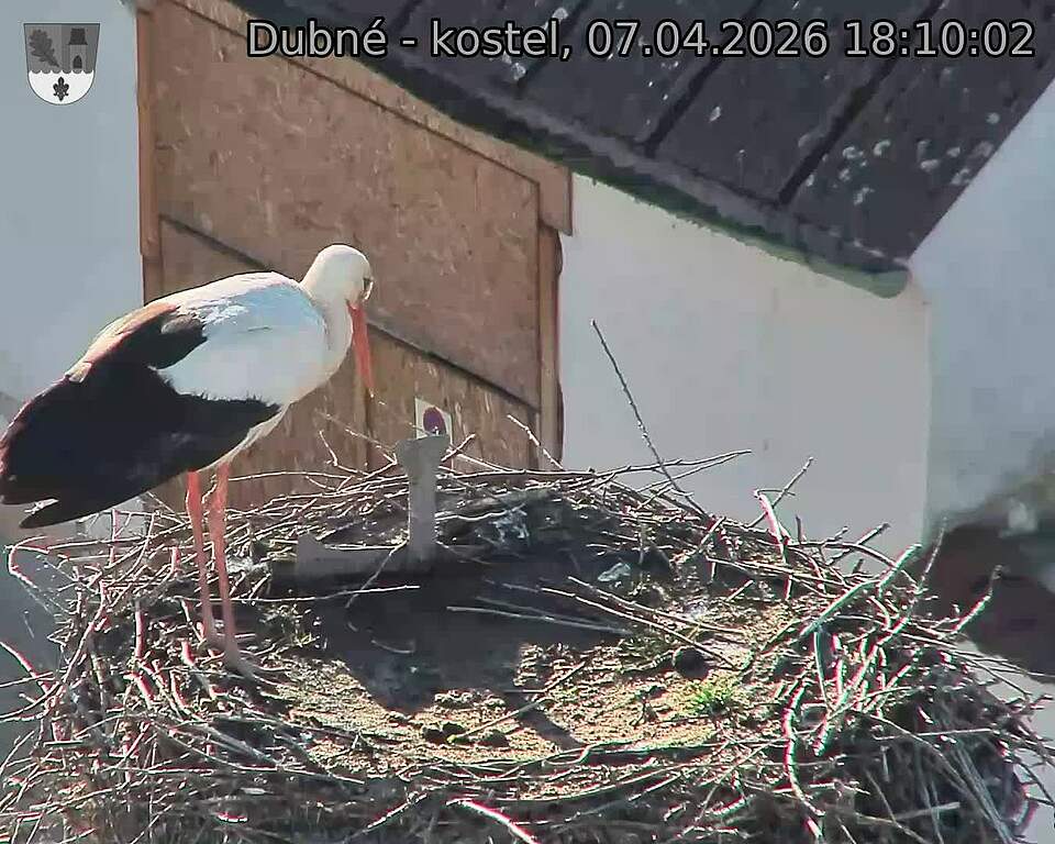 Capi_Dubne_20260407_181002.jpg (1350&nbsp;x&nbsp;1080)