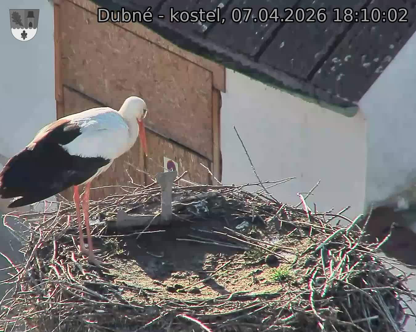 Capi_Dubne_20260407_181002.jpg (1350&nbsp;x&nbsp;1080)