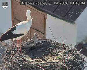 Capi_Dubne_20260407_181504.jpg (1350&nbsp;x&nbsp;1080)