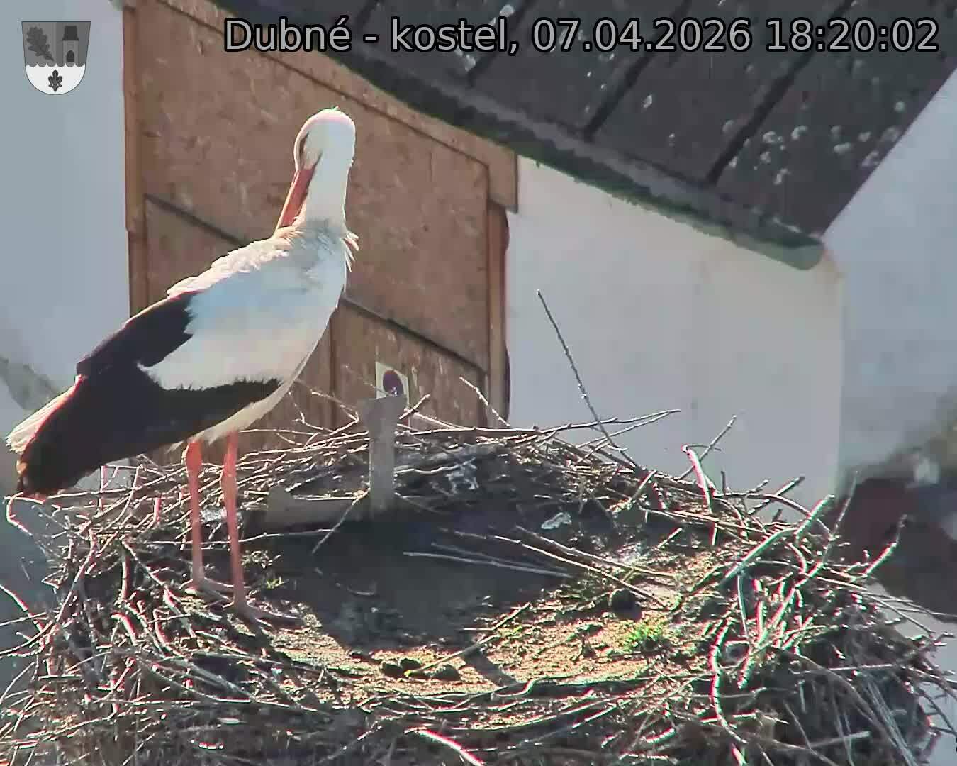 Capi_Dubne_20260407_182002.jpg (1350&nbsp;x&nbsp;1080)