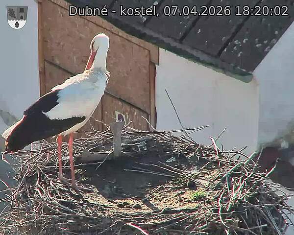 Capi_Dubne_20260407_182002.jpg (1350&nbsp;x&nbsp;1080)