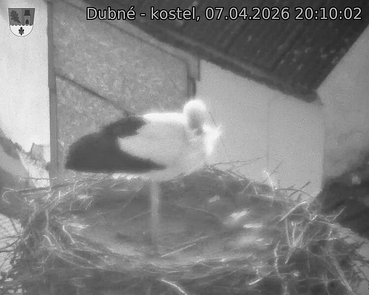 Capi_Dubne_20260407_201002.jpg (1350&nbsp;x&nbsp;1080)